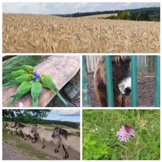 Appartamento Am Rimbach *